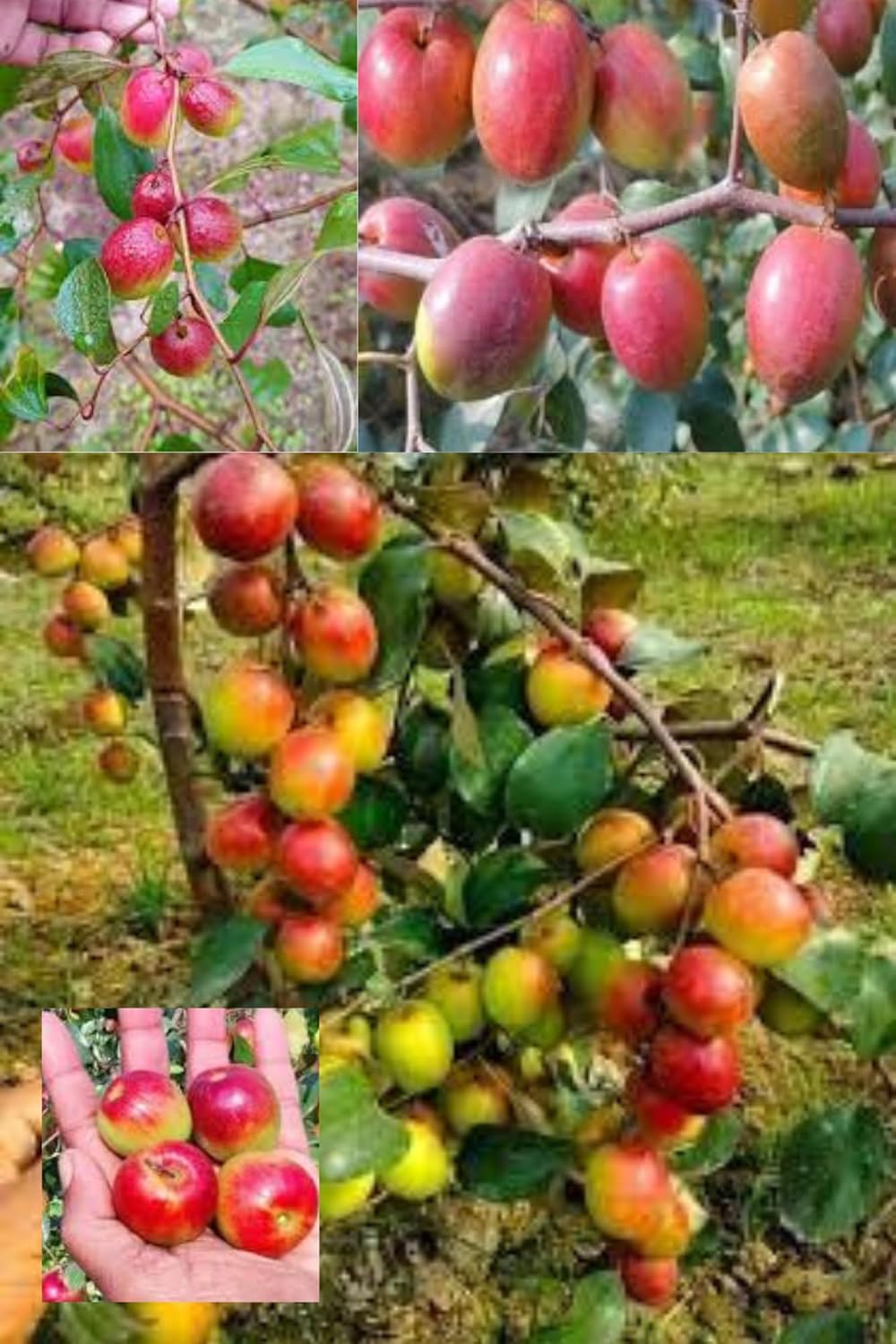 Miss India Apple Ber Jujube Kul Grafted Fruit  Plant (Height 1.5-2 Feet) (Hybrid Variety) Smooth Skin, Crunchy Texture, And A Sweet, Juicy Taste, 1 Healthy Fresh Plant For Garden