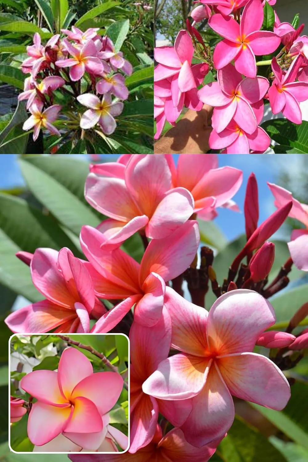 Rare Pink Plumeria (Frangipani) Kat Chapa/Champa Flower  Plant (Height 1.5=2 Feet) Pink Varieties Soft Pastel Pinks To Deep Rose,Sweet, Exotic Fragrance, 1 Healthy Plant For Home Garden