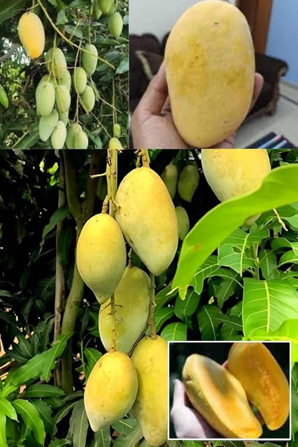 Honey Sweet Chaunsa/Chausa Mango Aam Grafted Fruit  Plant (Height 1.5-2 Feet) Smooth, And Juicy.Sweet, Aromatic, Rich Flavor, 1 Healthy Plant For Home Gsrden