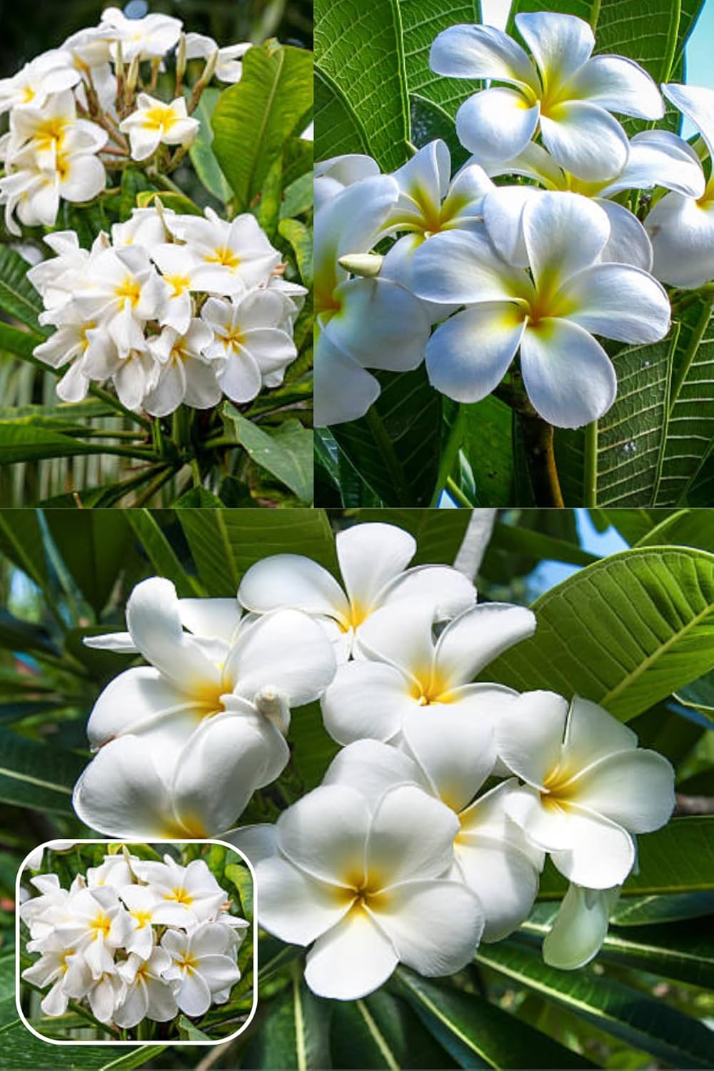 White Plumeria (Plumeria Alba) Kat Chapa/Champa Flower  Plant (Height 1-2 Feet) Frangipani, Temple Tree, Champa,: Sweet, Strong,Fragrance, 1 Healthy Plant For Home Garden