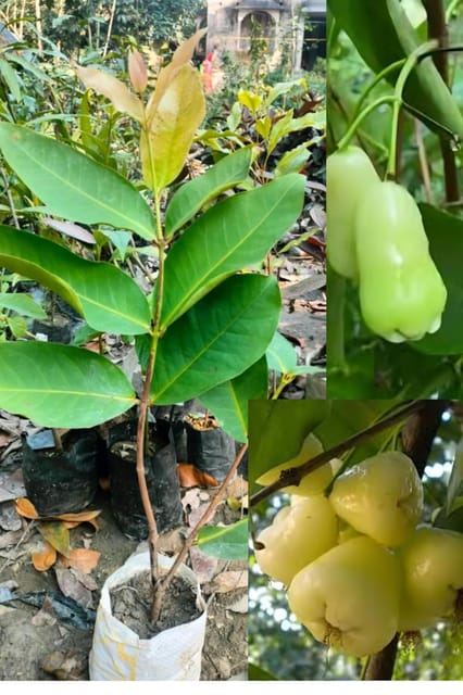 Rare Variety Water Apple Green Jamrul Fruit Plant Hybrid (1.5-2 Feet Height) Rare  Grafted Fruit Plant (1 Healthy  Green Water Apple Plant) For Home Graden Outdoor  Tree