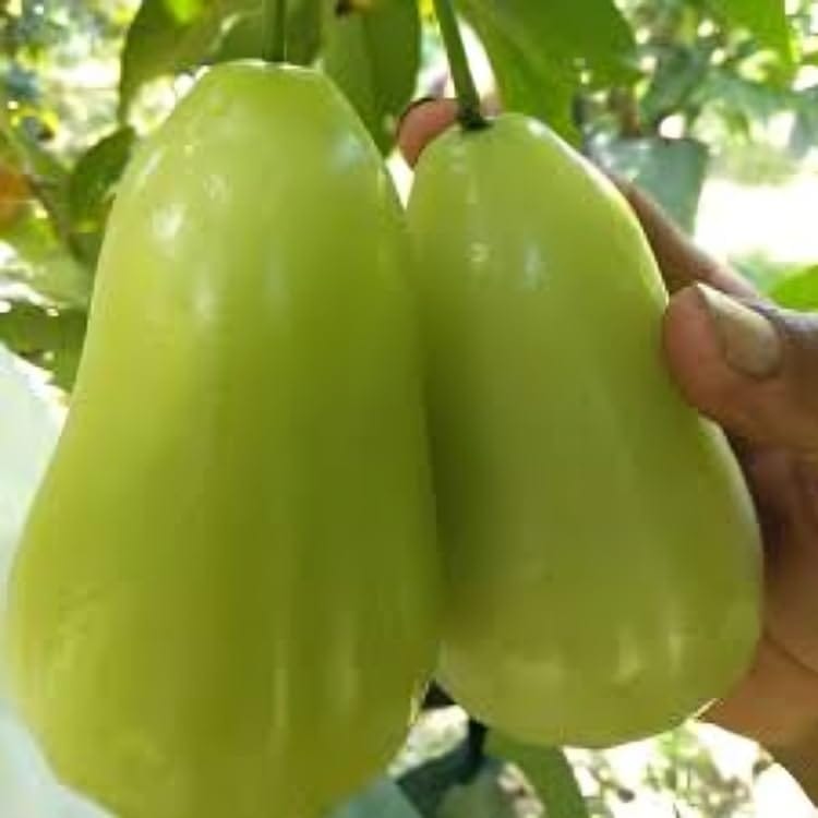 Rare Variety Water Apple Green Jamrul Fruit Plant Hybrid (1.5-2 Feet Height) Rare Grafted Fruit Plant (1 Healthy Green Water Apple Plant) For Home Graden Outdoor Tree