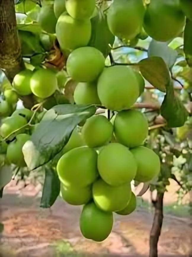 Apple Ber (Indian Jujube) Fruit Plant (Height 1-2 Feet) Apple Ber Orignal Hybrid Variety Grafted Fruit Plant Sweet Apple Ber For Home Graden Outdoor  Fruit Tree