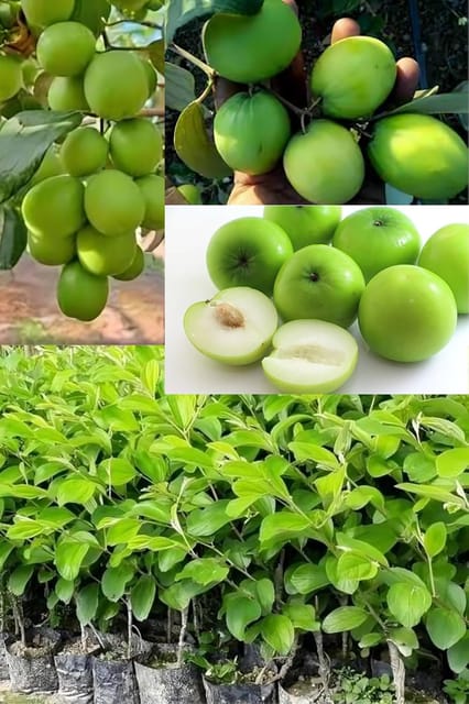 Apple Ber (Indian Jujube) Fruit Plant (Height 1-2 Feet) Apple Ber Orignal Hybrid Variety Grafted Fruit Plant Sweet Apple Ber For Home Graden Outdoor  Fruit Tree