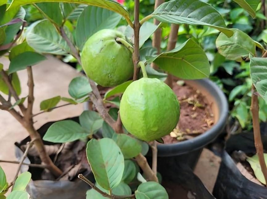 Fresh & Healthy (Harijha) Guava Fruit Plant (Height 1.5-2 Feet) All Season Amrud Yellow Skin With Flesh Organic Hybrid Dwarf Varieties Fruit Tree (Pack Of-1) Outdoor Fruit Tree