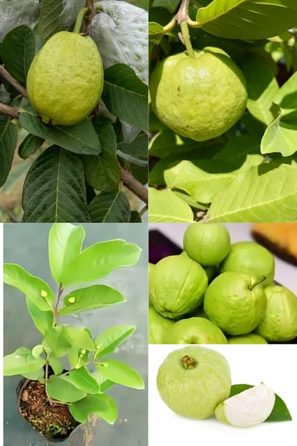 Fresh & Healthy (Harijha) Guava Fruit Plant (Height 1.5-2 Feet) All Season Amrud Yellow Skin With Flesh Organic Hybrid Dwarf Varieties Fruit Tree (Pack Of-1) Outdoor  Fruit Tree