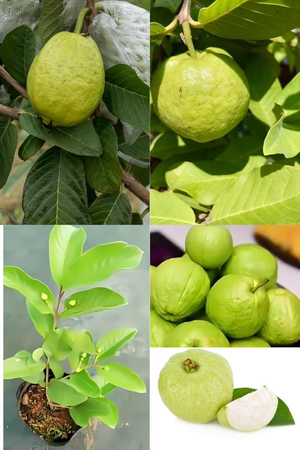 Fresh & Healthy (Harijha) Guava Fruit Plant (Height 1.5-2 Feet) All Season Amrud Yellow Skin With Flesh Organic Hybrid Dwarf Varieties Fruit Tree (Pack Of-1) Outdoor  Fruit Tree