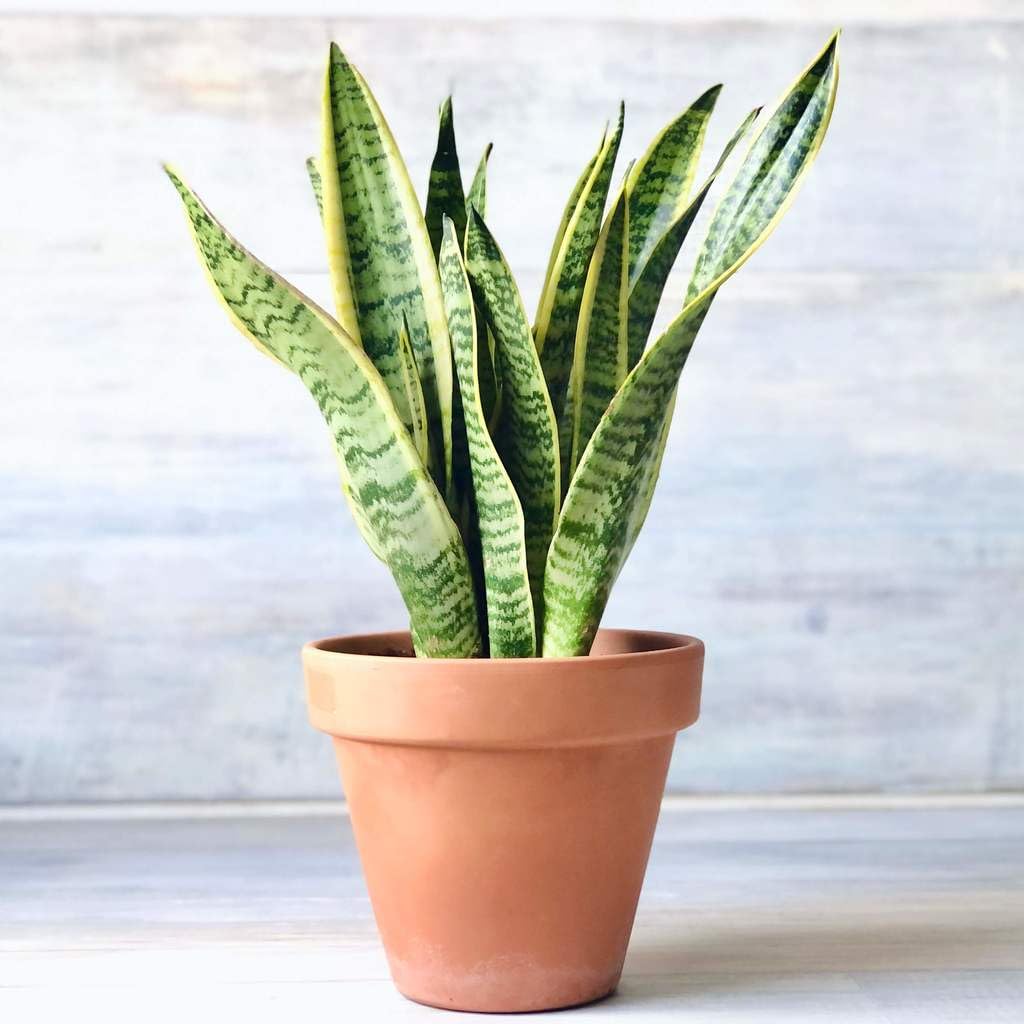 Snake Sansevieria Golden Plant Indoo Plant Hybrid Golden Original Rare Variety Indoor Plant (1 Healthy Plant Indoor Lucky Plant For Living Room, Bedroom, Office, Home, And Graden