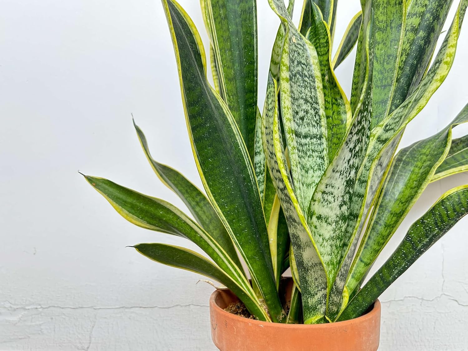 Snake Sansevieria Golden Plant Indoo  Plant Hybrid Golden Original Rare Variety Indoor Plant (1 Healthy  Plant Indoor Lucky Plant For Living Room, Bedroom, Office, Home, And Graden