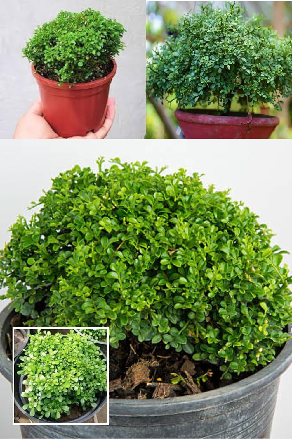 Zxxyanbi"Rare Lucky Bonsai Bushy Table Kamini  Plant (Height 1-2Feet) Air Purification Sweet,Jasmine Like Fragrance House Plant For Coffee Tables,Office Desks,Living Room Corners,Meditation Zones