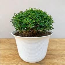Zxxyanbi"Rare Lucky Bonsai Bushy Table Kamini  Plant (Height 1-2Feet) Air Purification Sweet,Jasmine Like Fragrance House Plant For Coffee Tables,Office Desks,Living Room Corners,Meditation Zones