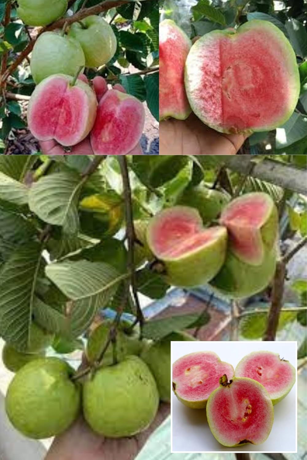 Red Dimond Guava Amrood Variety Fruit Grafted  Plant (Height 1.5-2.5 Feet) Fruit After 1Year, Very Sweet, Mildly Tangy, And Juicy Taste, 1 Heathy Plant For Home Garden Outdoor Tree