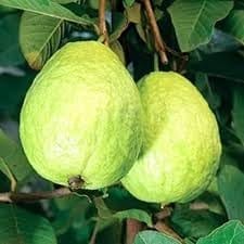 Thai 7 Guava Fruit Plant (Height 1.5-2 Feet) All Season Amrood Green Skin With Fresh Organic Hybrid Layring/Grafted Varieties Fruit Tree (Pack Of-1) Outdoor  Fruit Tree