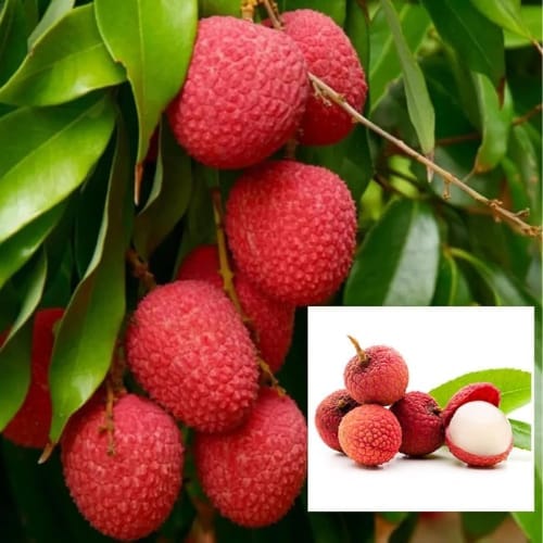Bombai Litchi Lychee Layering/Grafted Fruit  Plant (Height 1.5-2 Feet) (Litchi Chinensis) Flesh: White, Juicy, Very Sweet,Taste: Rich, Sweet, Aromatic, 1 Healthy Plant For Home Garden
