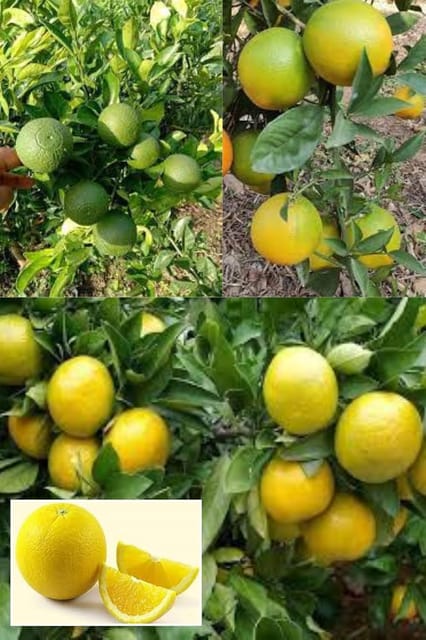 Vietnam All Time Malta (Mousambi/Sweet Lime) Grafted Fruit  Plant (Height 1.5-2 Feet) Thin, Smooth, Green To Yellowish Skin,Mild, Sweet, Flavor, 1 Healthy Fresh Plant For Home Garden