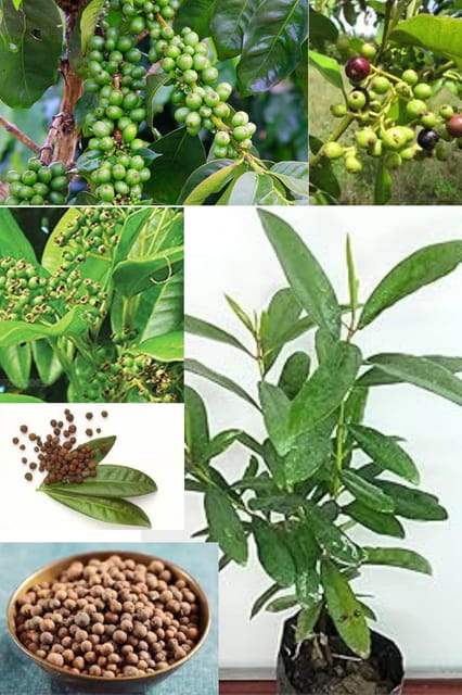 "  Allspice Plant (Pimenta Dioica) The True Scented Leaf Spice Tree (Height 1.5-2 Feet) All Season Green Skin Aromatic Foliage, Fragrant (1 Fresh Plant) For Home Graden Outdoor  Tree