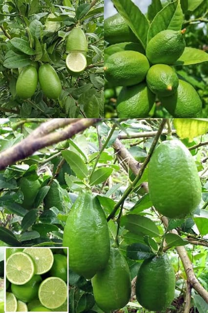 All Time Gandharaj Aroma King Lemon Layering/Grafted Fruit  Plant (Height 1-2.5 Feet) After Fruit 6 Month Strong, Sweet Fragrance Mildly Tangy Taste 1 Healthy Plant For Garden