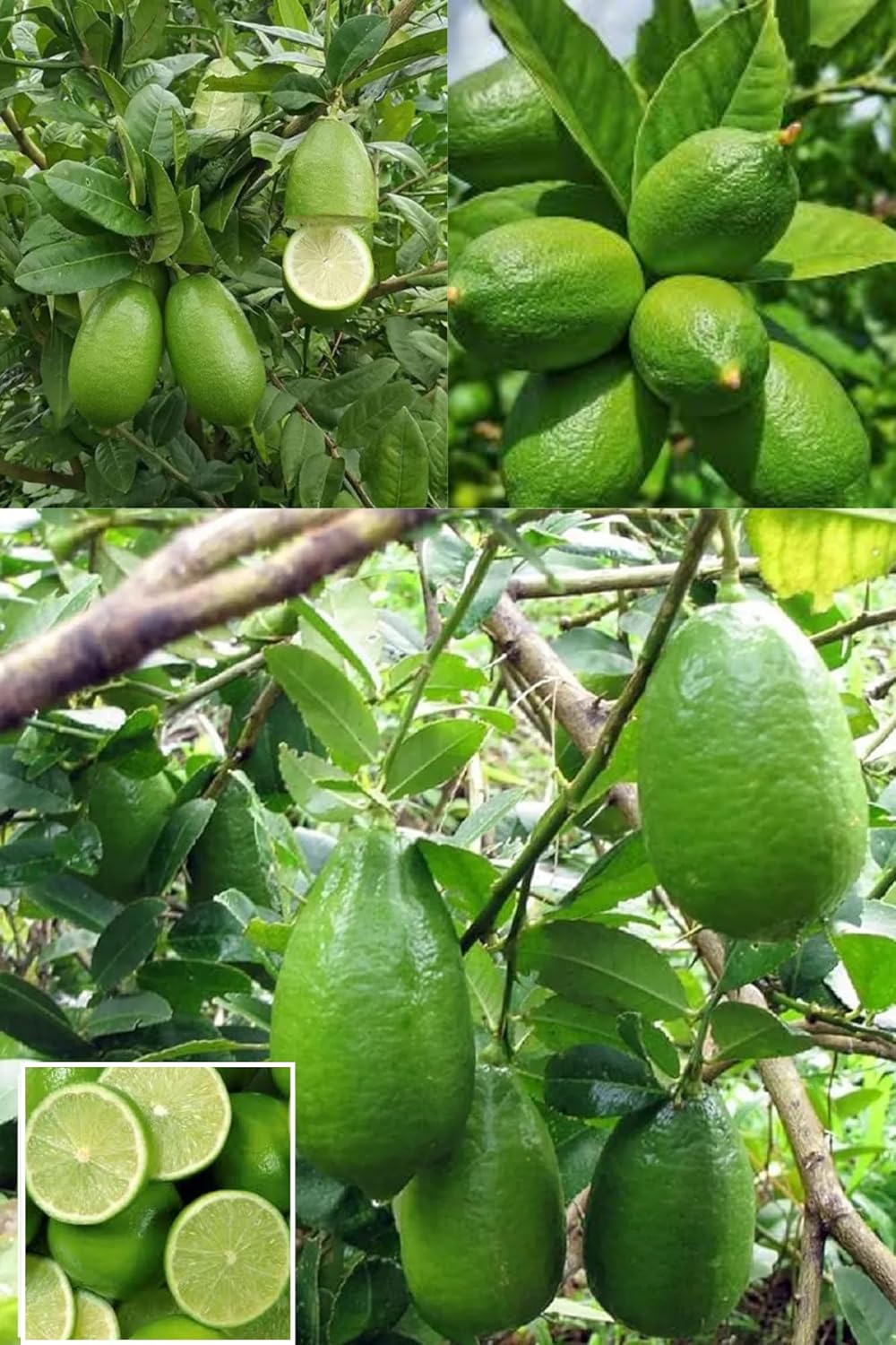 All Time Gandharaj Aroma King Lemon Layering/Grafted Fruit  Plant (Height 1-2.5 Feet) After Fruit 6 Month Strong, Sweet Fragrance Mildly Tangy Taste 1 Healthy Plant For Garden
