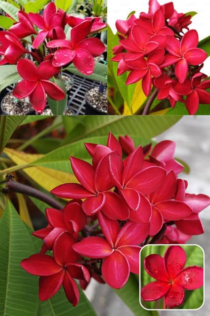 Red Plumeria (Plumeria Rubra) Kat Chapa/Champa Flower  Plant (Height 1.5-2 Feet) Strong, Sweet, And Exotic Fragrance, Especially Noticeable At Night, 1 Healthy Plant For Home Garden