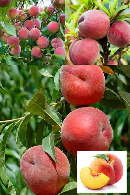 Floridaprince Peach Grafted Fruit  Plant (Height 2-2.5 Feet) Fruits After 1Year. Taste: Very Sweet, Juicy, And Mildly Tangy, 1 Healthy Plant For Home Garden Outdoor Tree