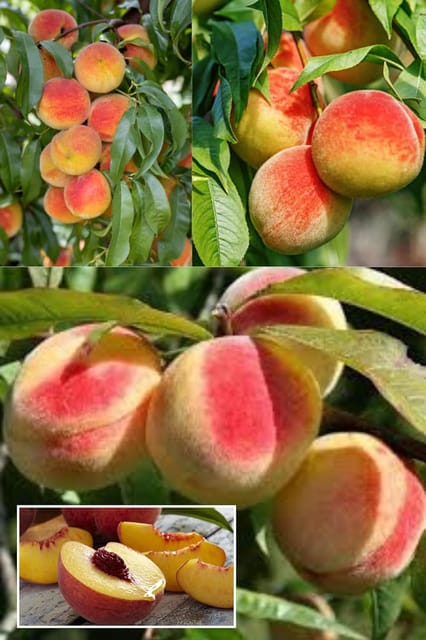Sharbati Sweet Peach Grafted Fruit  Plant (Height 1.5-2.5 Feet) Hybrid Variety Fruit Plant After Fruit 1 Year, Exceptionally Sweet And Aromatic Taste, (1Healthy Plant For Home Garden)