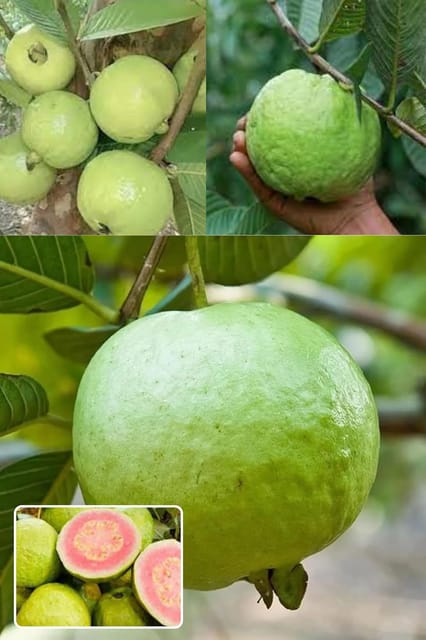 Madhuri Guava Amrood Layering/Grafted Fruit  Plant (Height 1.5-2 Feet) Smooth Skin And A Soft, Juicy Interior, Sweet Aroma And Excellent Flavor, 1 Healthy Fresh Plant For Home Garden