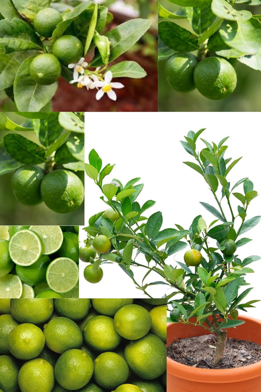 Fresh & Healthy Australian Lime/Nimbu Fruit Plant (Medium-Size) All Season Amrud Green Skin With Flesh Organic Hybrid Dwarf Varieties Lemon Fruit (Pack Of-1) Outdoor  Fruit Tree