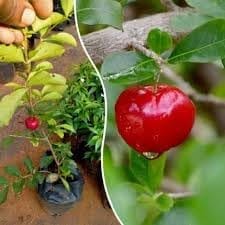 Barbados Sweet Apple Cherry- Cherries Layering/Grafted  Fruit Plant (Height 1.5-2 Feet) Fruits After 10-12 Month,All Season Fruit, Sweet-Tart, Juicy Flavor.1Healthy Plant For Home Garden