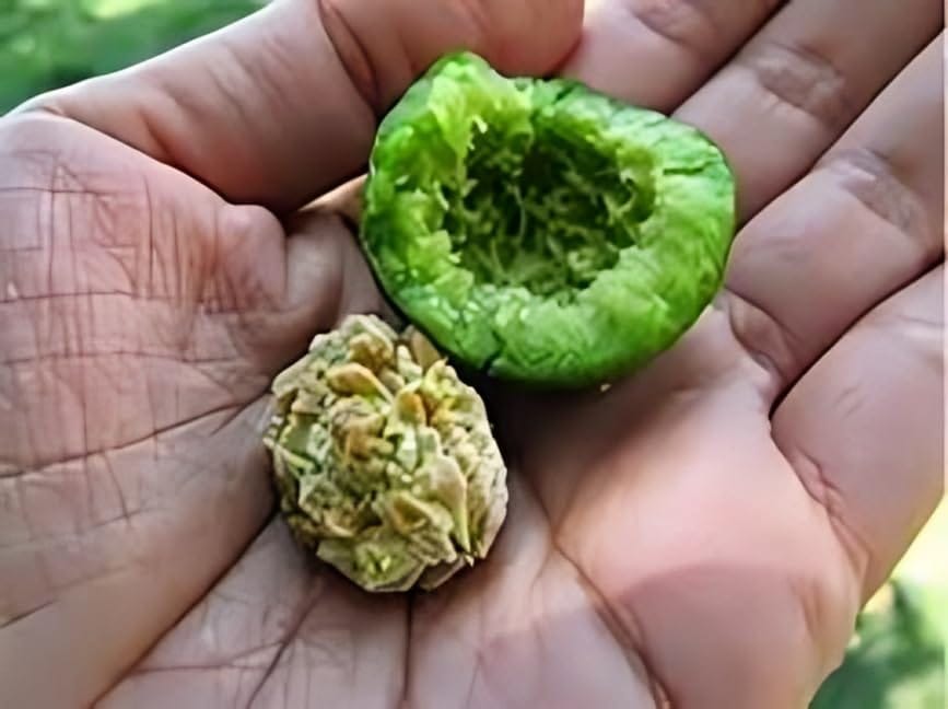 Rare Nepal Variety Rudraksha  Healthy Plant (Heaight 1-1.5) Rudraksha Orignal Nepal Hybrid Variety Plant|Mild Fragrance| For Home Graden Outdoor  Tree (Pack Of-1)