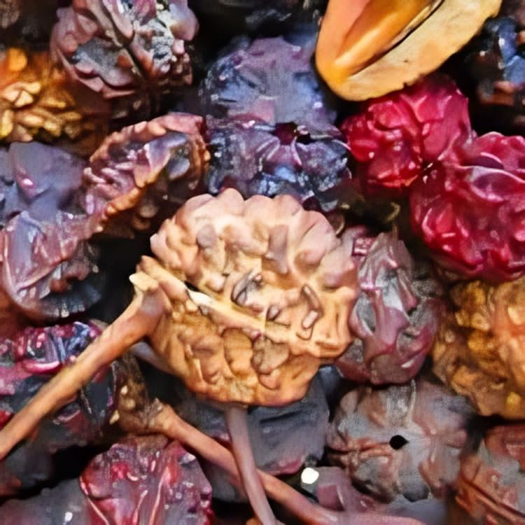 Rare Nepal Variety Rudraksha Healthy Plant (Heaight 1-1.5) Rudraksha Orignal Nepal Hybrid Variety Plant|Mild Fragrance| For Home Graden Outdoor Tree (Pack Of-1)