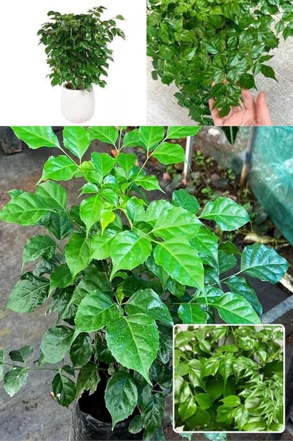 Rare China Doll Ornamentel (Radermachera Sinica)  Plant (Height 1.5-2 Feet) Leaves Are Glossy, Deep Green,Creamy-White To Pale Yellow Flowers, 1 Healthy Fresh Plant For Home Garden