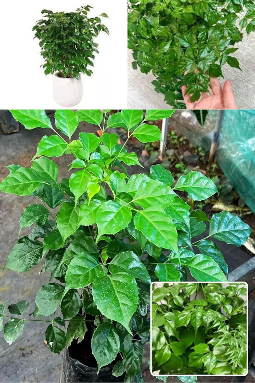 Rare China Doll Ornamentel (Radermachera Sinica)  Plant (Height 1.5-2 Feet) Leaves Are Glossy, Deep Green,Creamy-White To Pale Yellow Flowers, 1 Healthy Fresh Plant For Home Garden