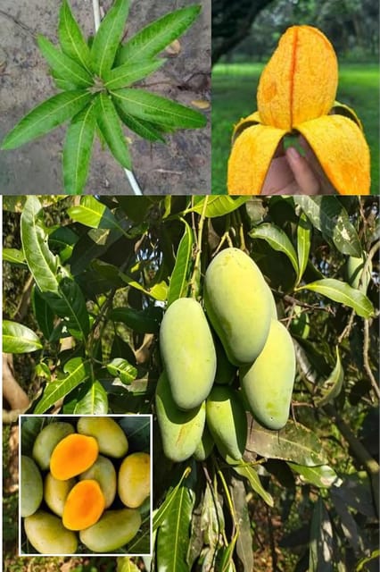 Sweet Amrapali Mango Aam Grafting Fruit  Plant (Height 1.5-2.5 Feet) Fruit After 1Year, Grafted/Hybrid  Fruit Plan|Richly Sweet And Aromatic Taste, 1 Healthy Plant For Home Garden