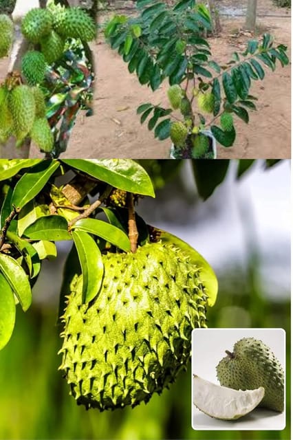 Corossol Sour Soup Lakashman Phal Fruit Layering/Grafted  Plant (Height 1.5-2 Feet) Creamy-White To Light Yellow,Custard-Like Texture,Very Sweet &Aromatic, 1Healthy Plant For Home Garden