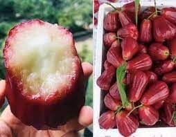 Jambu King Kong Wax Water Apple Layering/Grafted Fruit  Plant (Height 1.5-2 Feet) Skin: Thin, Smooth, Shiny, And Waxy, Very Juicy, With Mild Sweetness, 1 Healthy Plant For Home Garden