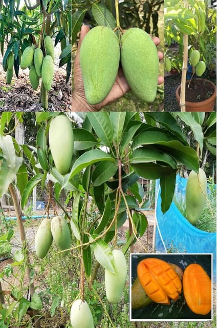Thai Katimon All Time Sweet (Baromashi Mango) Aam Grafted Fruit  Plant (Height 1.5-2.5 Feet) After Fruit 6 Month, Very Sweet And Aromatic Taste 1 Healthy Plant For Home Garden