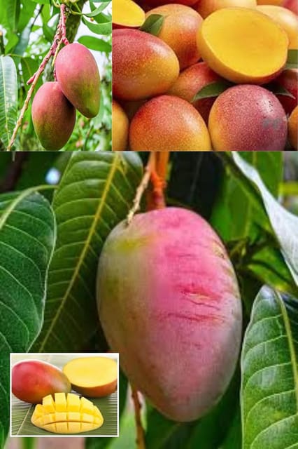 Sindhu Seedless Mango Aam Grafted Fruit  Plant (Height 1.5-2.5 Feet) Hybrid Varity Mango After Fruit 1 Year Rich, Sweet, And Aromatic Taste,(1 Healthy Plant For Home Garden