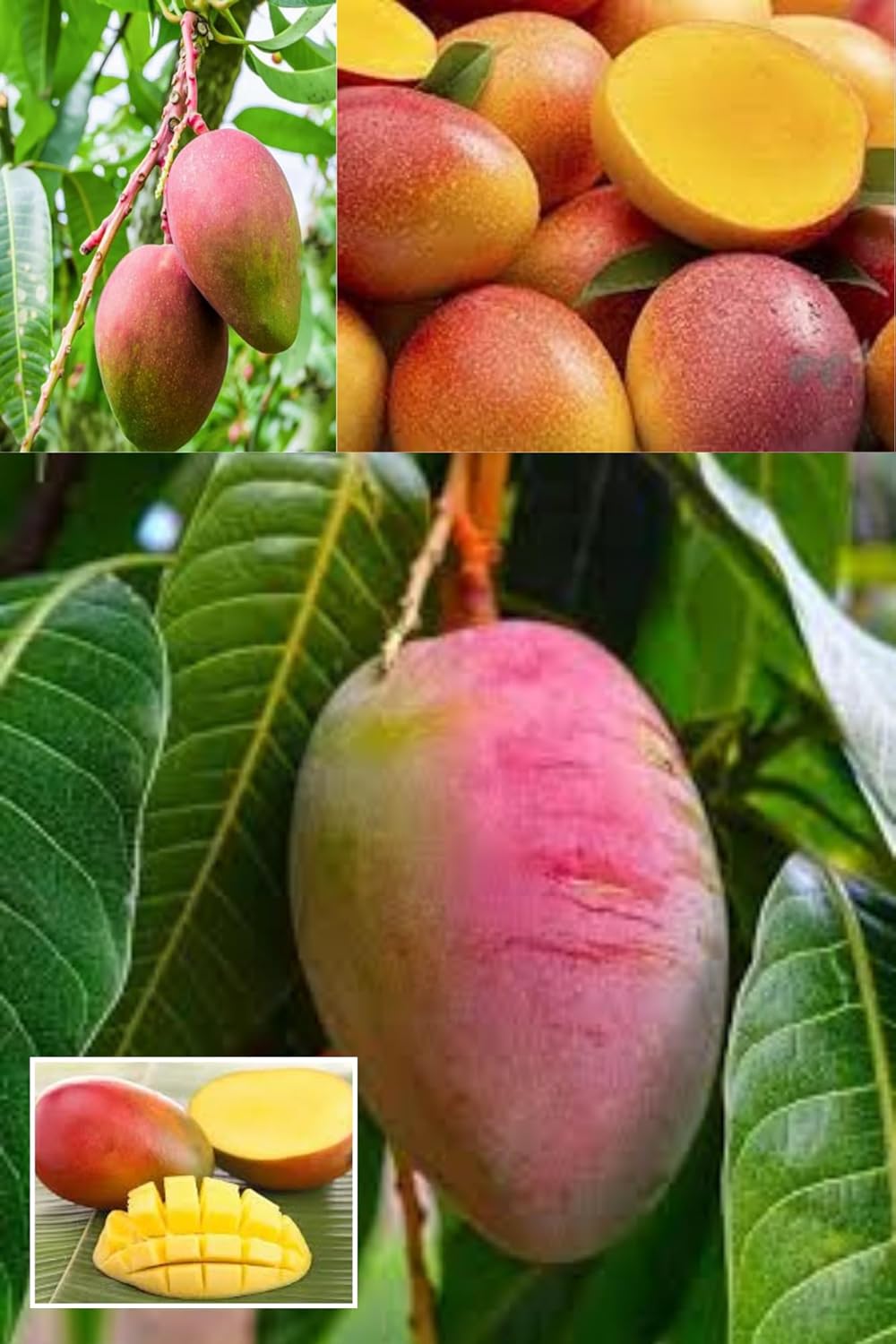 Sindhu Seedless Mango Aam Grafted Fruit  Plant (Height 1.5-2.5 Feet) Hybrid Varity Mango After Fruit 1 Year Rich, Sweet, And Aromatic Taste,(1 Healthy Plant For Home Garden