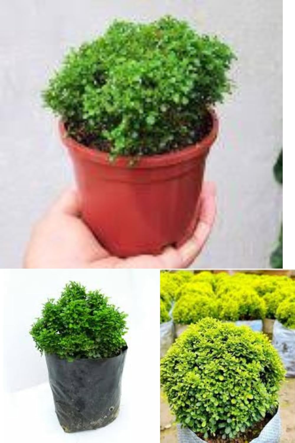Rare Variety Table Kamini Bonsai Plant (Murraya Paniculata) Oxygen  Plant [Low Maintenance] | Air Purifier Indoor Plants | Indoor Lucky Plant For Living Room, Bedroom, Office, Home Garden