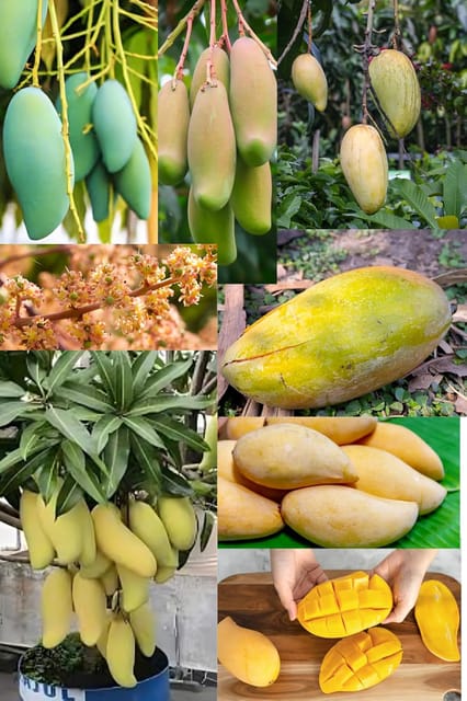 Rare  Thai Sweet Banana Mango Fruit Plant (Height1.5-2Feet) Bananamango Orignal Hybrid Exotic Variety Grafted Fruit Plant Pack Of-1Taste: Exceptionally Sweet, Undertones|Outdoor tree