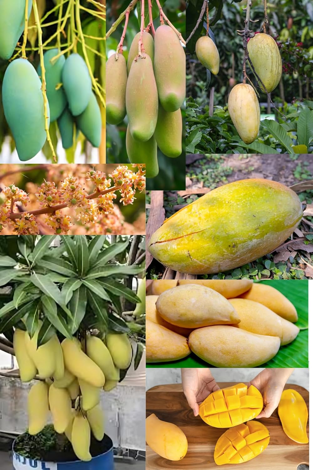 Rare  Thai Sweet Banana Mango Fruit Plant (Height1.5-2Feet) Bananamango Orignal Hybrid Exotic Variety Grafted Fruit Plant Pack Of-1Taste: Exceptionally Sweet, Undertones|Outdoor tree