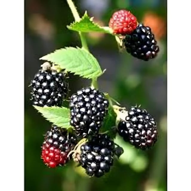 Rare Thai Variety Sweet Blackberry Fruit Plant (Heaight 1.5-2) Blackberry Orignal Hybrid Fruit Plant (Sweet Flavor 2 Healty Blackberry Plant) For Home Graden Outdoor  Tree