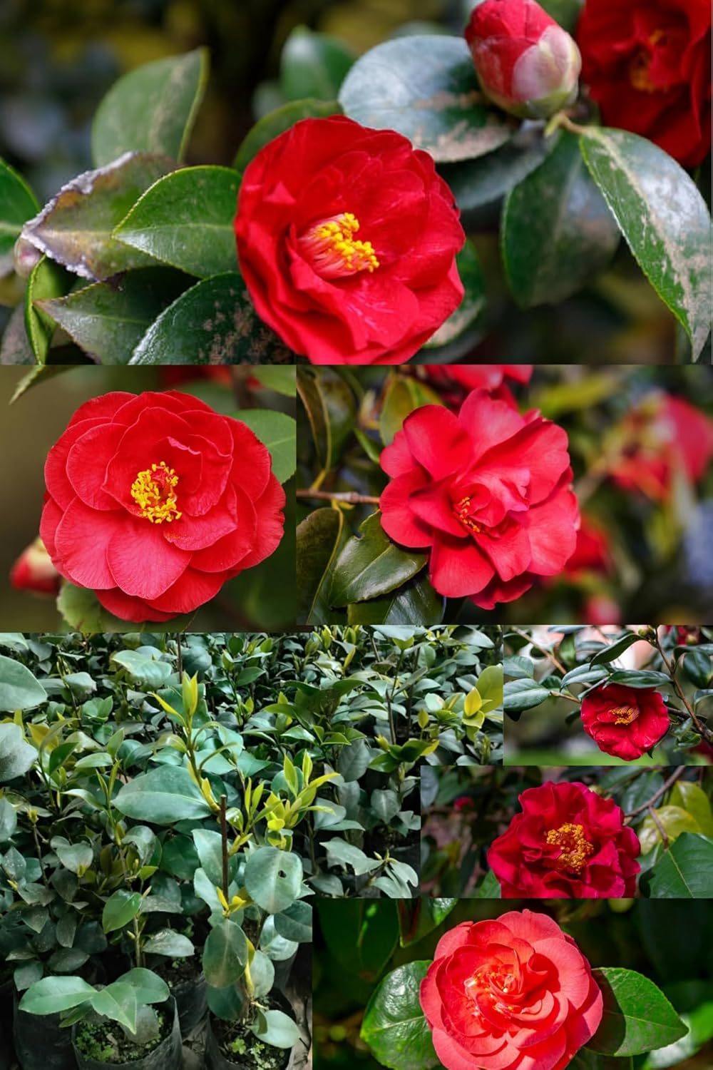 Rare  Black Magic Red Beauty Camellia Flower Plant (Heaight 1.5-2 Feet) Camellia Red Orignal Hybrid Variety Flower Plant/Sweet Fragrant For Home Graden Outdoor  Tree (Pack Of-1)