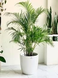 Rare Areca Palm Ari Purifier Natural Plant (Height 1.5-3 Feet) Indoor And Outdoor Air Purifying Plant (1Healthy Tree) Perfect For Living Room, Bedroom, Office, Home, And Graden