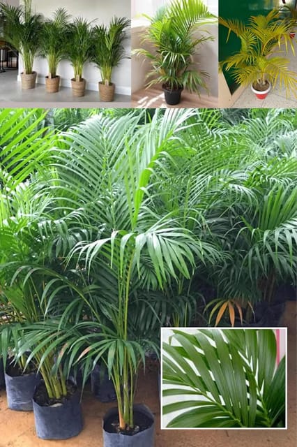 Rare Areca Palm Ari Purifier Natural  Plant (Height 1.5-3 Feet) Indoor And Outdoor Air Purifying Plant (1Healthy  Tree) Perfect For Living Room, Bedroom, Office, Home, And Graden
