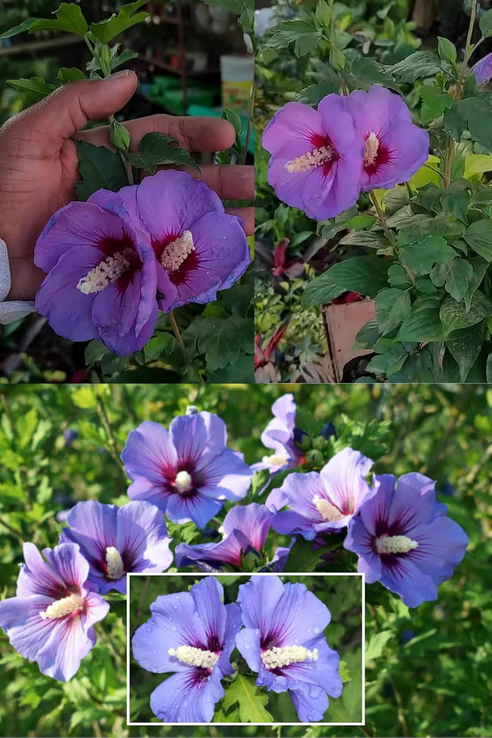 Rare Blue Bird Hibiscus (Alyogyne Huegelii) Joba Gudhal Flower  Plant (Height 1-2 Feet) Air Layered Baromasi Flower After 1 Month, Light, Pleasant Fragrance For Home Garden