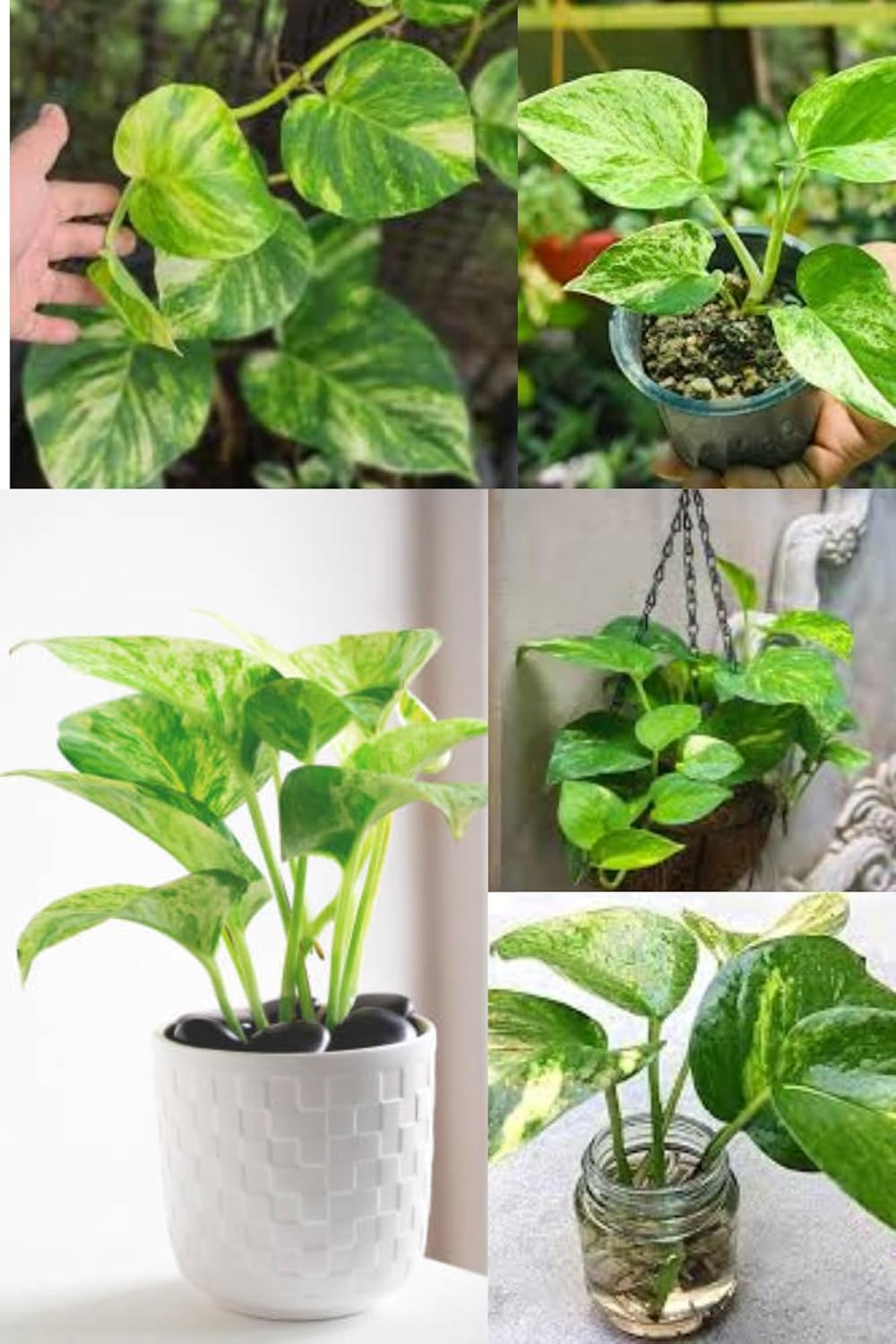 Rare Yellow- Golden Indoor  Money Plant Hybrid Variety (Pack Of-1Healthy Golden  Plant)|Air Purifier Plants|Indoor Lucky Plant For Living Room, Bedroom, Office, Home,Graden