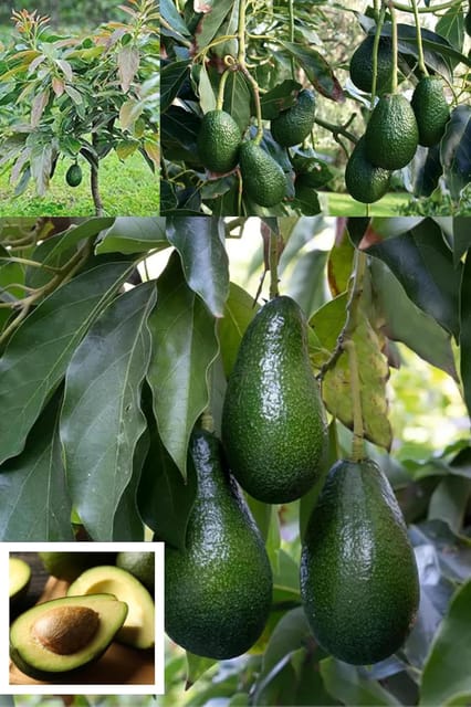 Hass Avocado Butter Fruit Grafted  Plant (1.5-2 Feet Height) Hybrid Variety Rare Exotic Dwarf Avocado Plant  Persea Americana Plant Fruit''1 Healthy  Plant For Home Garden