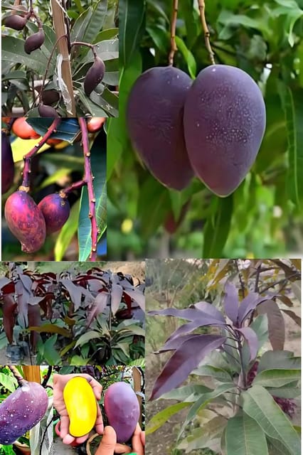 Rare   Black Stone Mango Fruit Plant (Height1.5-2Feet) Black Stone Orignal Hybrid Exotic Variety Grafted Fruit Plant |Taste: Sweet With A Slight Tangy Undertone| Outdoor tree