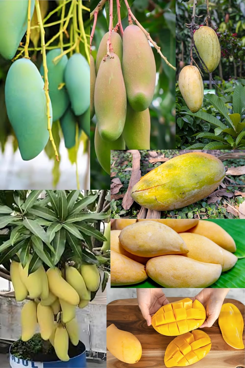 Rare  Thai Sweet Banana Mango Fruit Plant (Height1.5-2Feet) Bananamango Orignal Hybrid Exotic Variety Grafted Fruit Plant|Taste: Exceptionally Sweet, Undertones|Outdoor